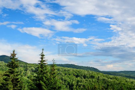 Landscape with many large green trees and fir trees in a forest at at mountains, in a sunny summer day, beautiful outdoor monochrome background
