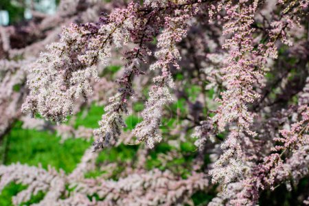 Viele leuchtend rosa Blüten und kleine Knospen von Tamarix, Tamariske oder Salzzeder in einem sonnigen Frühlingsgarten, schöner Outdoor-Hintergrund mit selektivem Fokus fotografiert