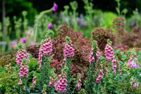 Vivid pink flowers of Digitalis plant, commonly known as foxgloves, in full bloom and green grass in a sunny spring garden, beautiful outdoor floral background photographed with soft focus