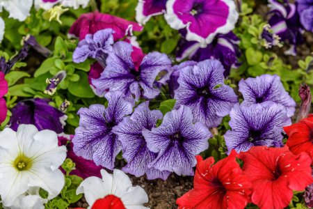 Large group of Petunia axillaris light white and purple flowers in a pot, with blurred background in a garden in a sunny spring day