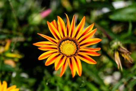 Vista superior de una vívida flor de gazania amarilla y naranja y hojas verdes borrosas en enfoque suave, en un jardín en un día soleado de verano, hermoso fondo floral al aire libre