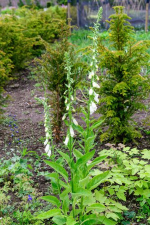Photo for Close up of white flowers of Digitalis plant, commonly known as foxgloves, in full bloom and green grass in a sunny spring garden, beautiful outdoor floral background photographed with soft focus - Royalty Free Image
