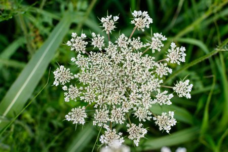Many delicate white flowers of Anthriscus wild perennial plant, commonly known as cow beaked parsley, wildchervil or keck in a forest, outdoor floral background