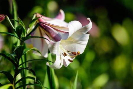 Foto de Flores blancas de la planta de Lilium regale, conocida como lirio regio, real o del rey en un jardín de estilo casa de campo británica en un día soleado de verano, hermoso fondo floral al aire libre fotografiado con enfoque suave - Imagen libre de derechos