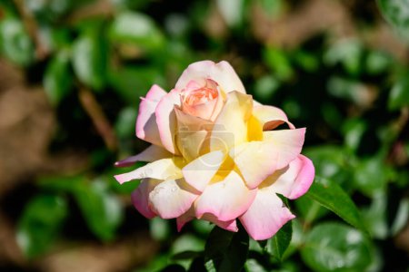 Gros plan d'une grande et délicate rose vif et rose jaune en pleine floraison dans un jardin d'été, en plein soleil, avec des feuilles vertes floues en arrière-plan
