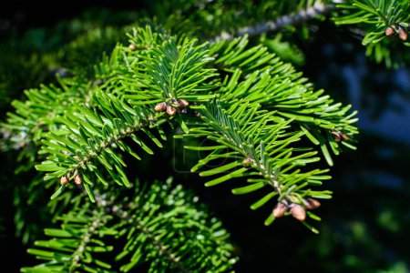 Close up of many green leaves or needles of fir coniferous tree in a sunny summer garden, beautiful outdoor monochrome background