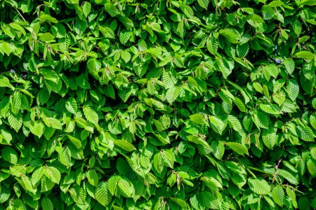 Texturierter natürlicher Hintergrund vieler grüner Blätter der Ulme, die in einer Hecke oder Hecke im sonnigen Frühlingsgarten wachsen