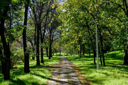 Landschaft mit der versteckten Gasse, umgeben von leuchtend grünen und gelben Bäumen, pflanzt Bäume und Gras an einem sonnigen Herbsttag im Parcul Tineretului (Tineretului Park) in Bukarest, Rumänien