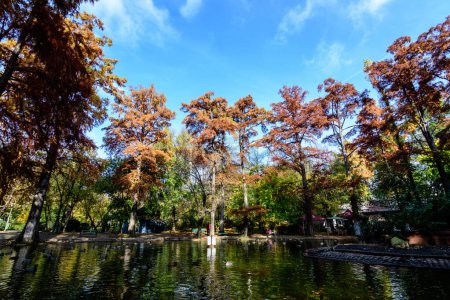 Landschaft mit vielen großen grünen, gelben, orangen und roten alten kahlen Zypressen in der Nähe des Sees an einem sonnigen Herbsttag im Parcul Carol (Carol Park) in Bukarest, Rumänien