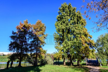 Landschaft mit Allee, umgeben von lebhaften grünen, gelben und orangefarbenen Bäumen, pflanzt Bäume und Gras an einem sonnigen Herbsttag im Parcul Tineretului (Tineretului Park) in Bukarest, Rumänien