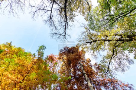 Landschaft mit vielen großen grünen, gelben, orangen und roten Blättern auf Zweigen alter kahler Zypressen in Richtung klaren blauen Himmels an einem sonnigen Herbsttag