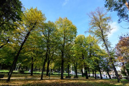 Landschaft mit alten Bäumen mit grünen und gelben Blättern an einem sonnigen Herbsttag im Carol-Park in Bukarest, Rumänien