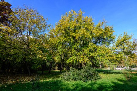 Landschaft mit grünen und gelben alten großen Kastanien- und Eichenbäumen und Gras an einem sonnigen Herbsttag im Carol Park in Bukarest, Rumänien