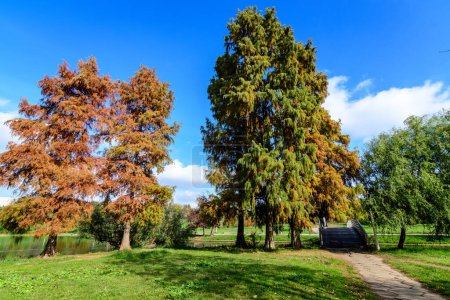 Landschaft mit vielen großen grünen, gelben, orangen und roten alten kahlen Zypressen in der Nähe des Sees an einem sonnigen Herbsttag im Tineretului Park in Bukarest, Rumänien