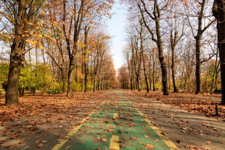 Téléchargez les photos : Paysage avec de grands arbres verts aux feuilles jaunes et orange et longue allée de marche dans le parc King Michael I (ancien Herastrau) à Bucarest, en Roumanie, par une journée d'automne ensoleillée - en image libre de droit