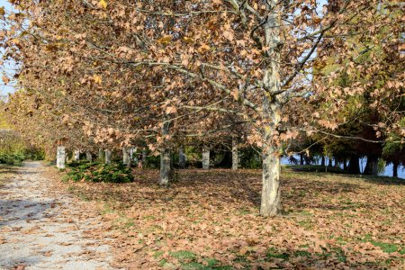 Paysage avec de grands arbres verts aux feuilles jaunes et orange et longue allée de marche dans le parc King Michael I (ancien Herastrau) à Bucarest, en Roumanie, par une journée d'automne ensoleillée