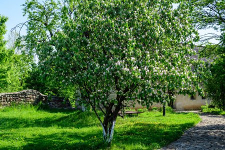 Foto de Gran árbol de membrillo viejo con flores blancas y hojas verdes en plena floración con fondo borroso en un jardín en un día soleado de primavera, hermoso fondo floral de flores de cerezo japonés, sakura - Imagen libre de derechos