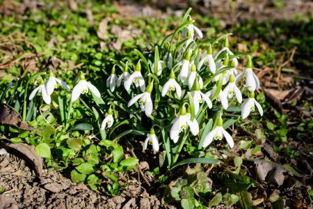 Many small and delicate white snowdrop spring flowers in full bloom in forest in a sunny spring da