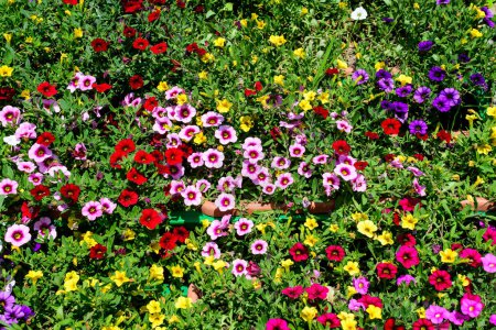 Téléchargez les photos : Grand groupe de pétunia axillaris rose vif, jaune et violet fleurs délicates et feuilles vertes dans un pot de jardin par une journée d'été ensoleillée - en image libre de droit