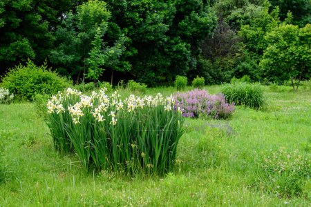 Lebendige Landschaft in Alexandru Buia Botanischem Garten von Craiova im Kreis Dolj, Rumänien, mit Blumen, Gras und großen grünen Bäumen in einem schönen sonnigen Frühlingstag mit blauem Himmel und weißen Wolken