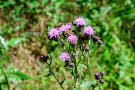Delicate pink and purple flowers of Carduus nutans plant, commonly known as musk or nodding plumeless thistle, in a garden in a sunny summer day, national flower and symbol of Scotland, United Kingdom
