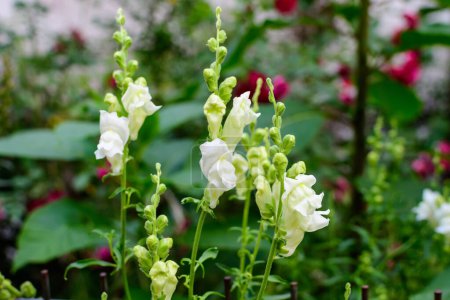 Many white dragon flowers or snapdragons or Antirrhinum in a sunny spring garden, beautiful outdoor floral background photographed with soft focus