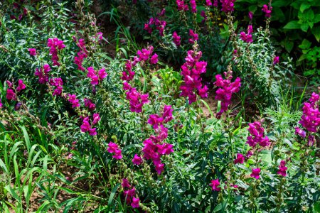 Many vivid pink dragon flowers or snapdragons or Antirrhinum in a sunny spring garden, beautiful outdoor floral background photographed with soft focus