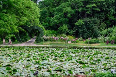 Lebendige Landschaft in Alexandru Buia Botanischem Garten von Craiova im Kreis Dolj, Rumänien, mit See, Seerosen und großen grünen Bäumen in einem schönen sonnigen Frühlingstag mit blauem Himmel und weißen Wolken