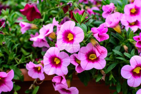 Large group of vivid pink, yellow and purple Petunia axillaris delicate flowers and green leaves in a garden pot in a sunny summer day
