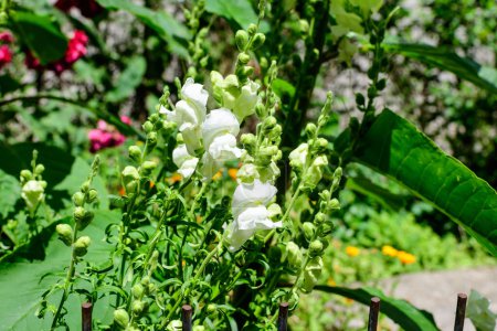 Many white dragon flowers or snapdragons or Antirrhinum in a sunny spring garden, beautiful outdoor floral background photographed with soft focus