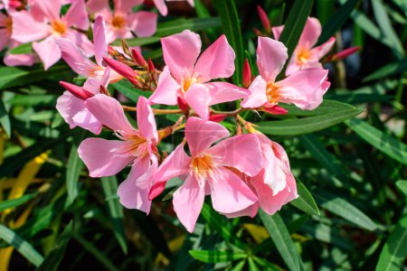 Primer plano de delicadas flores rosadas de adelfa de Nerium y hojas verdes en un jardín exótico en un día soleado de verano, hermoso fondo floral al aire libre fotografiado con enfoque suave