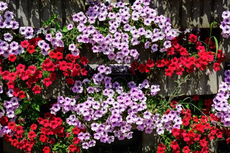 Large group of vivid red, purple and white Petunia axillaris flowers and green leaves in a garden pot in a sunny summer day
