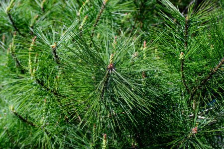 Close up of many green leaves or needles of pine coniferous tree in a sunny summer garden, beautiful outdoor monochrome background