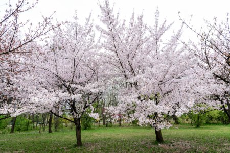 Große Kirschbäume mit vielen weißen Blüten im Japanischen Garten des König-Michael-I.-Parks (ehemals Herastrau) in Bukarest, Rumänien, an einem bewölkten Frühlingstag,