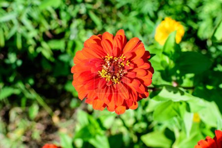 Nahaufnahme einer schönen großen roten Zinnia-Blume in voller Blüte auf verschwommenem grünem Hintergrund, aufgenommen mit sanftem Fokus in einem Garten an einem sonnigen Sommertag