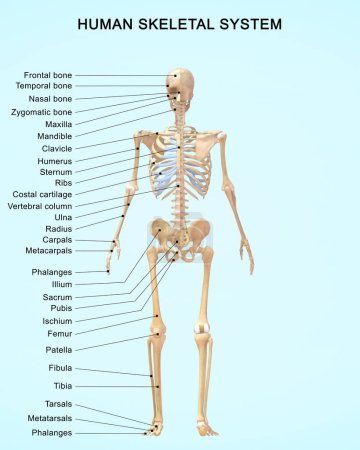 Téléchargez les photos : Illustration 3D de l'anatomie du système squelettique humain avec des étiquettes détaillées - en image libre de droit