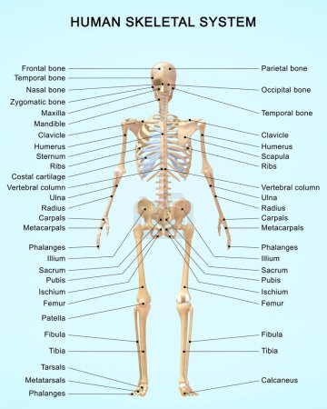 Photo for 3d rendered illustration of Human Skeletal System Anatomy With Detailed Labels - Royalty Free Image