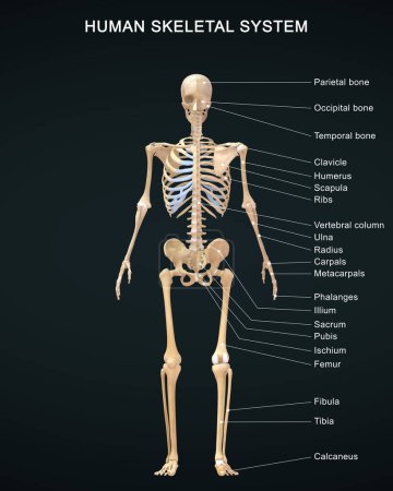 Foto de 3d renderizado ilustración de anatomía del sistema esquelético humano con etiquetas detalladas - Imagen libre de derechos