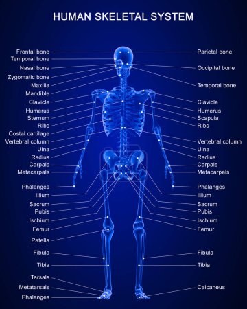 Foto de 3d renderizado ilustración de anatomía del sistema esquelético humano con etiquetas detalladas - Imagen libre de derechos