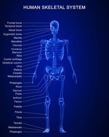 Photo for 3d rendered illustration of Human Skeletal System Anatomy With Detailed Labels - Royalty Free Image
