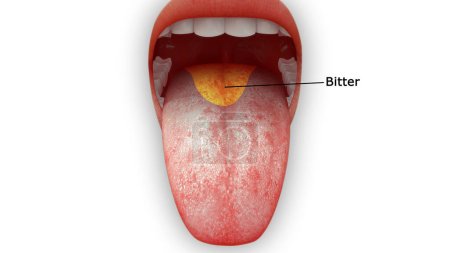 3d rendered illustration of tongue anatomy, bitter area
