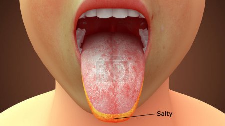 Téléchargez les photos : Illustration en 3D de l'anatomie de la langue, zone salée - en image libre de droit