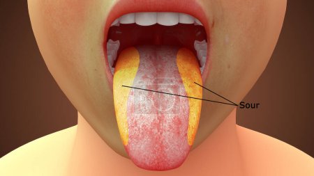 Téléchargez les photos : Illustration en 3D de l'anatomie de la langue, zone aigre - en image libre de droit
