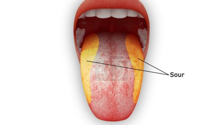 Foto de 3d renderizado ilustración de la anatomía de la lengua, área ácida - Imagen libre de derechos