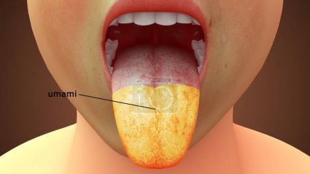Foto de 3d renderizado ilustración de la anatomía de la lengua, área umami - Imagen libre de derechos