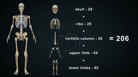 Photo for 3d rendered illustration of human skeleton anatomy - Royalty Free Image