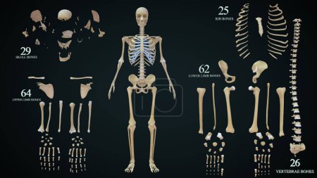 Téléchargez les photos : Illustration 3D de l'anatomie du squelette humain - en image libre de droit