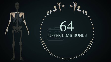 Photo for 3d rendered illustration of Upper limb bones - Royalty Free Image