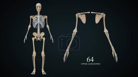 Téléchargez les photos : Illustration 3D des os des membres supérieurs - en image libre de droit