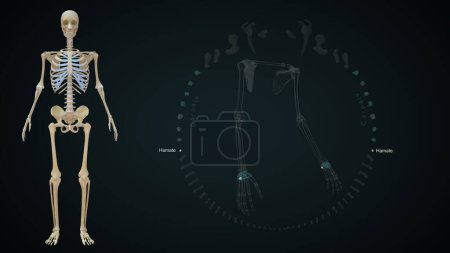 Téléchargez les photos : Illustration en 3D des os des membres supérieurs, des Carpals, Hamate - en image libre de droit